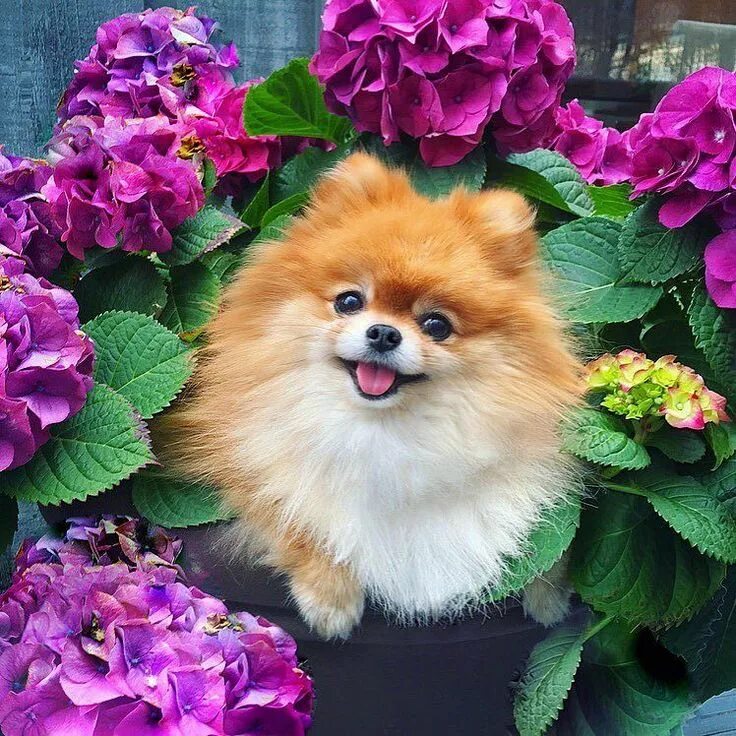 Доброе утро картинки пожелания со шпицем Loved this picture! Pomeranian puppy, Pomeranian dog, Puppies