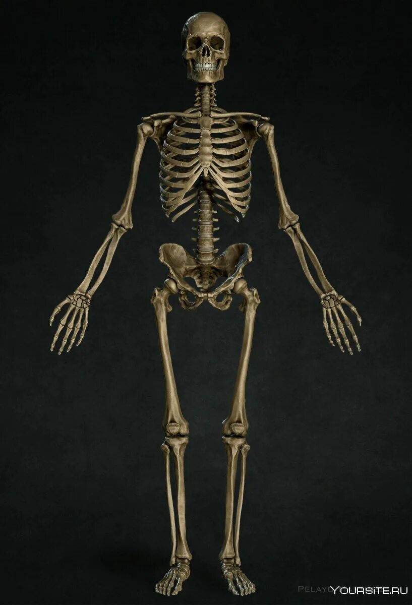 Деревянный скелет. Настоящий человеческий скелет. Деревянный скелет человека.