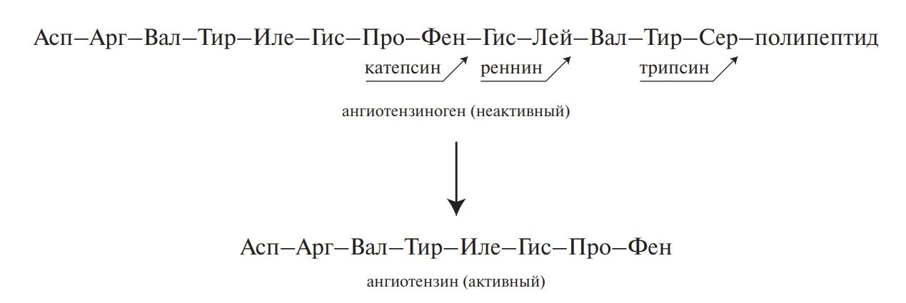 Ала гис про. Трипептид сер цис АРГ. Вал-АРГ-АСП. АСП – АРГ – фен. АСП фен вал.