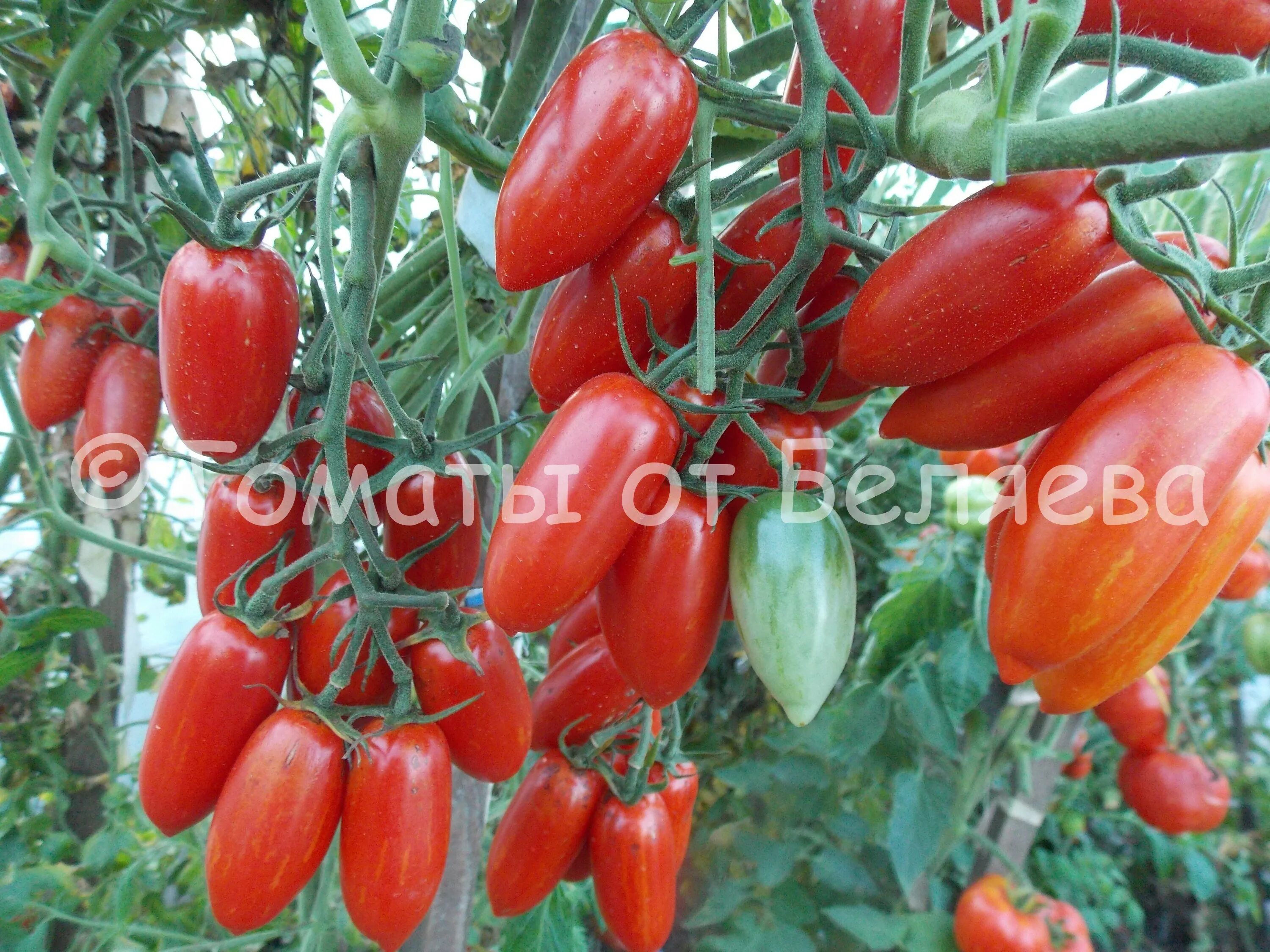 томат безумие касади. сорт томата безумие касади. томат касади королевский тигровый. безумие кассади. томат безумие касади.