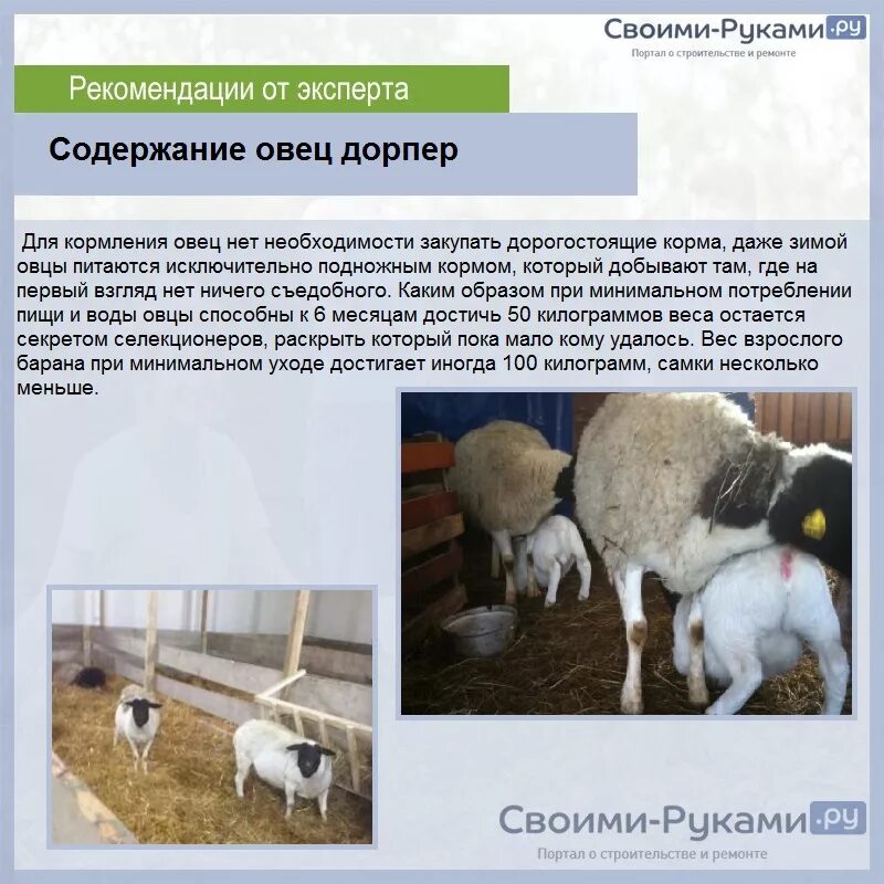 Содержание овец кратко. Порода баранов дорпер вес. дорпер порода овец вес. порода овец дорпер описание и характеристики. бараны породы дорпер характеристика.