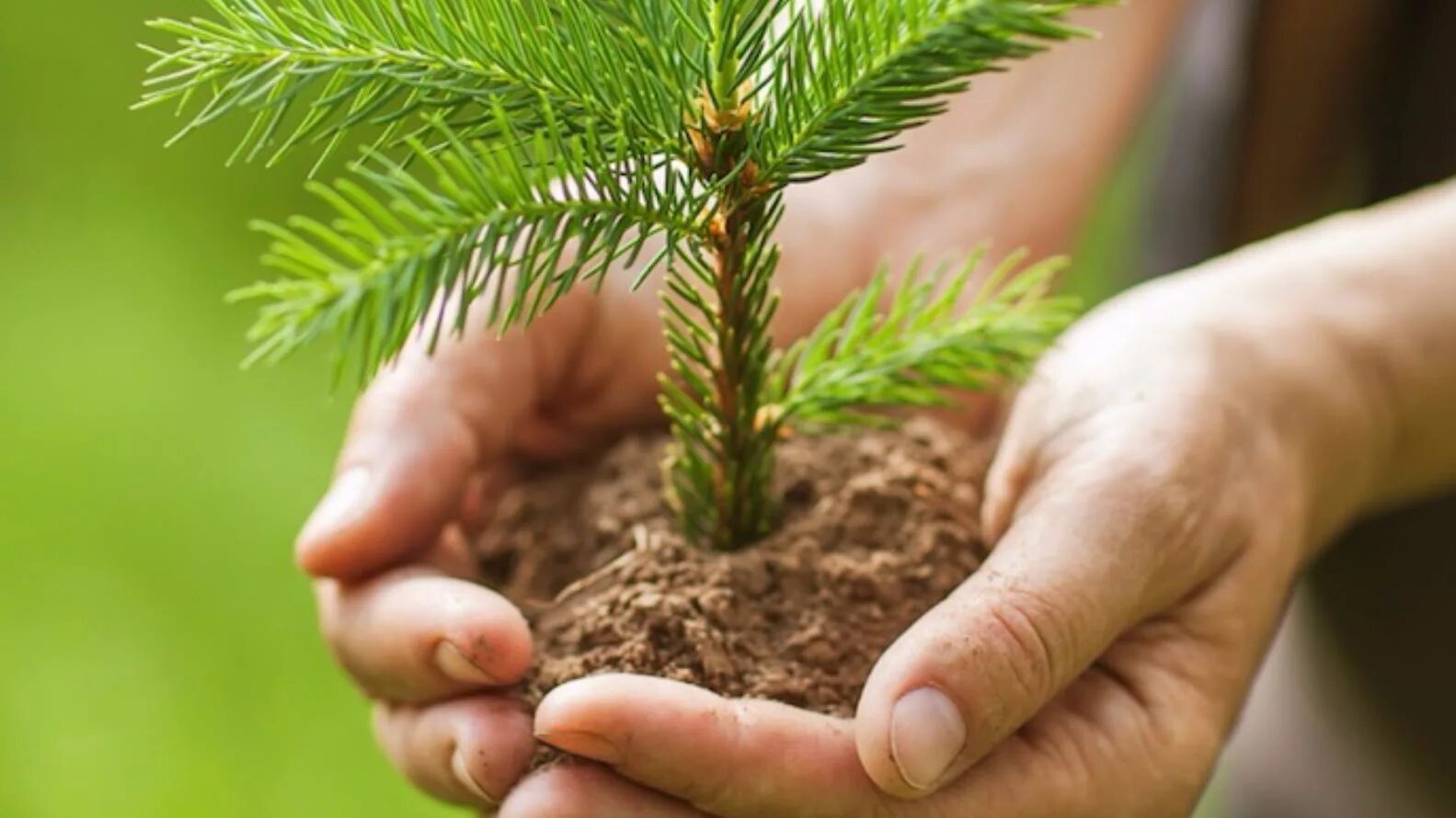 Пихта нордмана саженцы. Сохраним природу. Хвойные саженцы. Саженцы хвойных деревьев. Саженцы сосны высаженные.