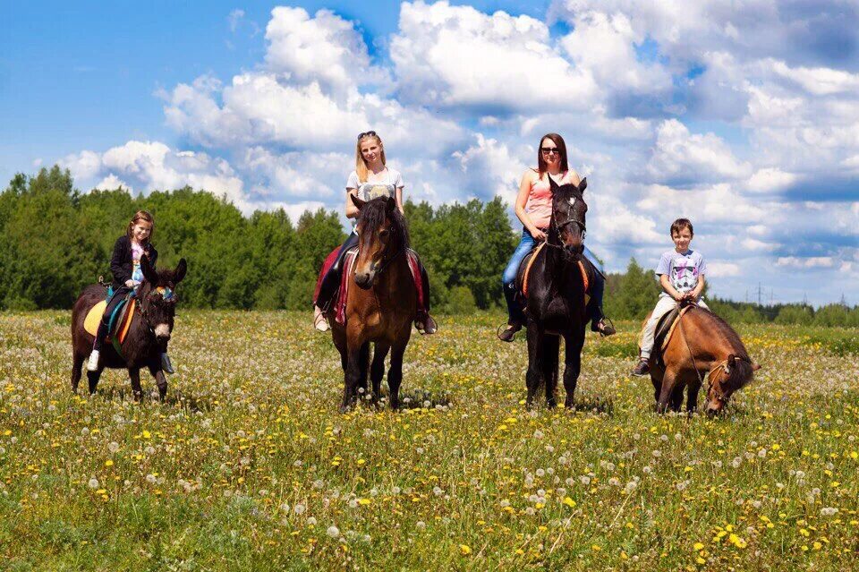 Конный двор терлецкий парк. Конные прогулки ярославль. Конные прогулки ярославль. Прогулка на лошадях ярославль. Конные прогулки ярославль.
