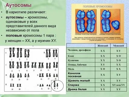 Сколько половых хромосом содержит яйцеклетка кролика