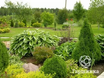 Посадки декоративных растений