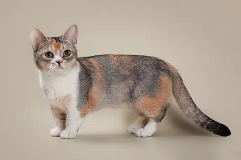 Как называются кошки с короткими лапками