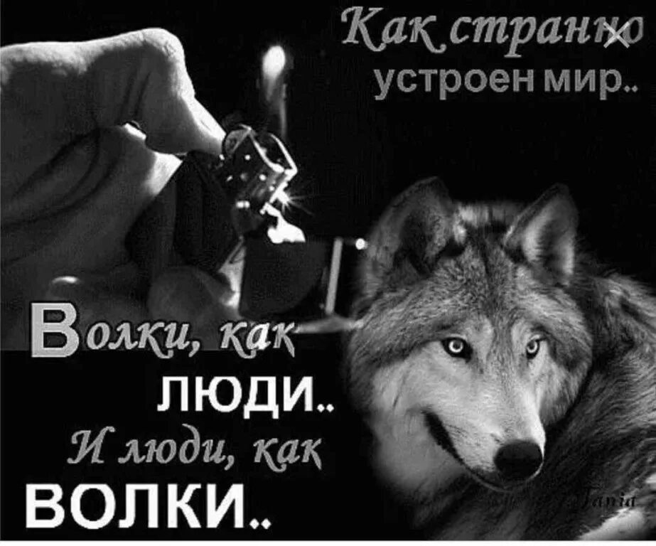 Человек человеку волк выражение. Цитаты про волков и людей. волк не предаст. цитаты волка. цитаты волка про дружбу.