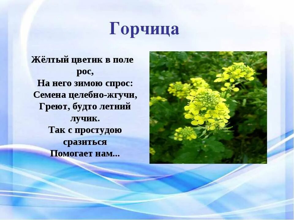 Стихи про растения. Стихи о лекарственных растениях. Загадки про лекарственные растения. Стихотворение про лекарственные растения. Загадка про траву