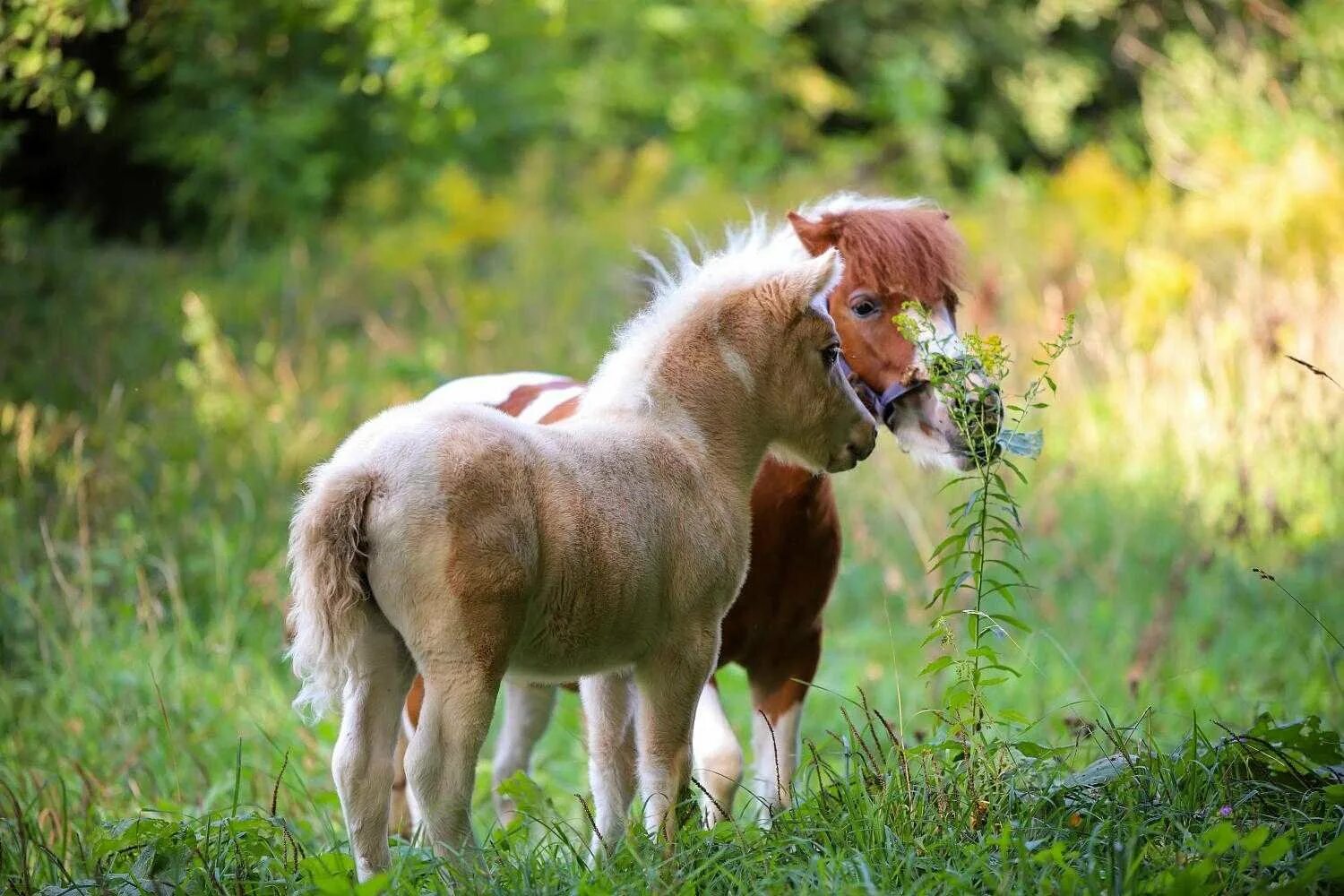 Pony фото. Шетлендский пони. Шетлендский пони с жеребенком. Жеребенок шотландского пони. Пони шетлендской породы.