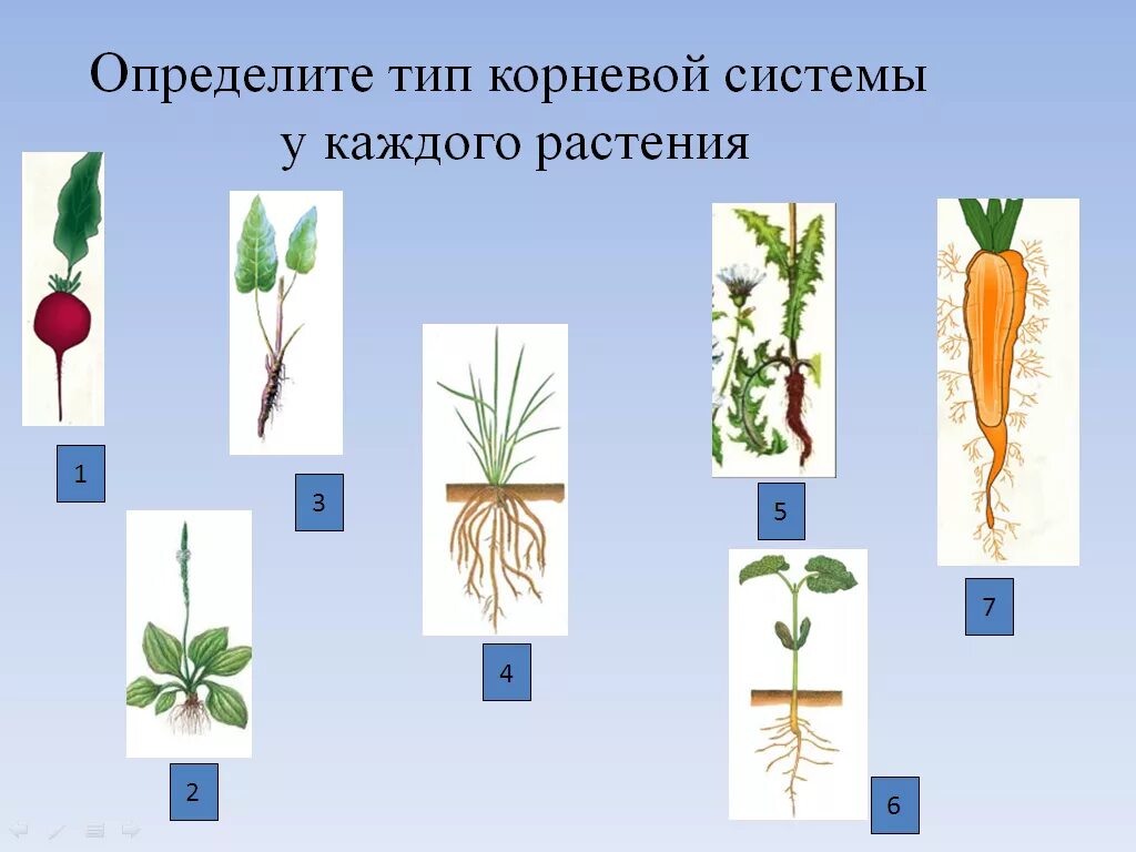 Типы корневых систем биология. Растения с разными корневыми системами. Определите Тип корневой системы. Типы корневых систем у растений.