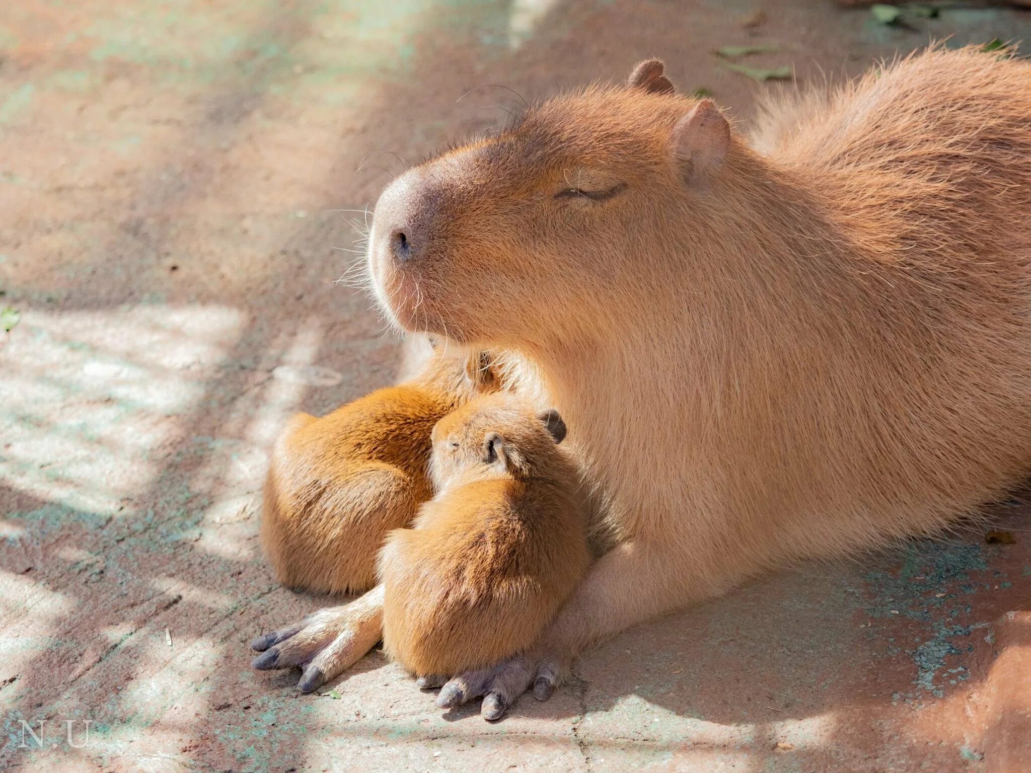 Капибара эндемик Северной Америки. 2 Капибары. Белая капибара. My pets capybaras