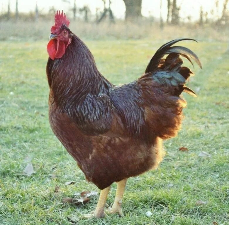5 Reasons to Love Rhode Island Red Chickens Rhode island red chickens, Chicken b