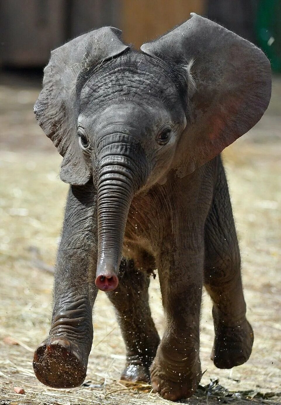 Сицилийский карликовый слон. Слон слониха Слоненок Слонята. Маленький Слоник. Животные с хоботом. Милый слоник