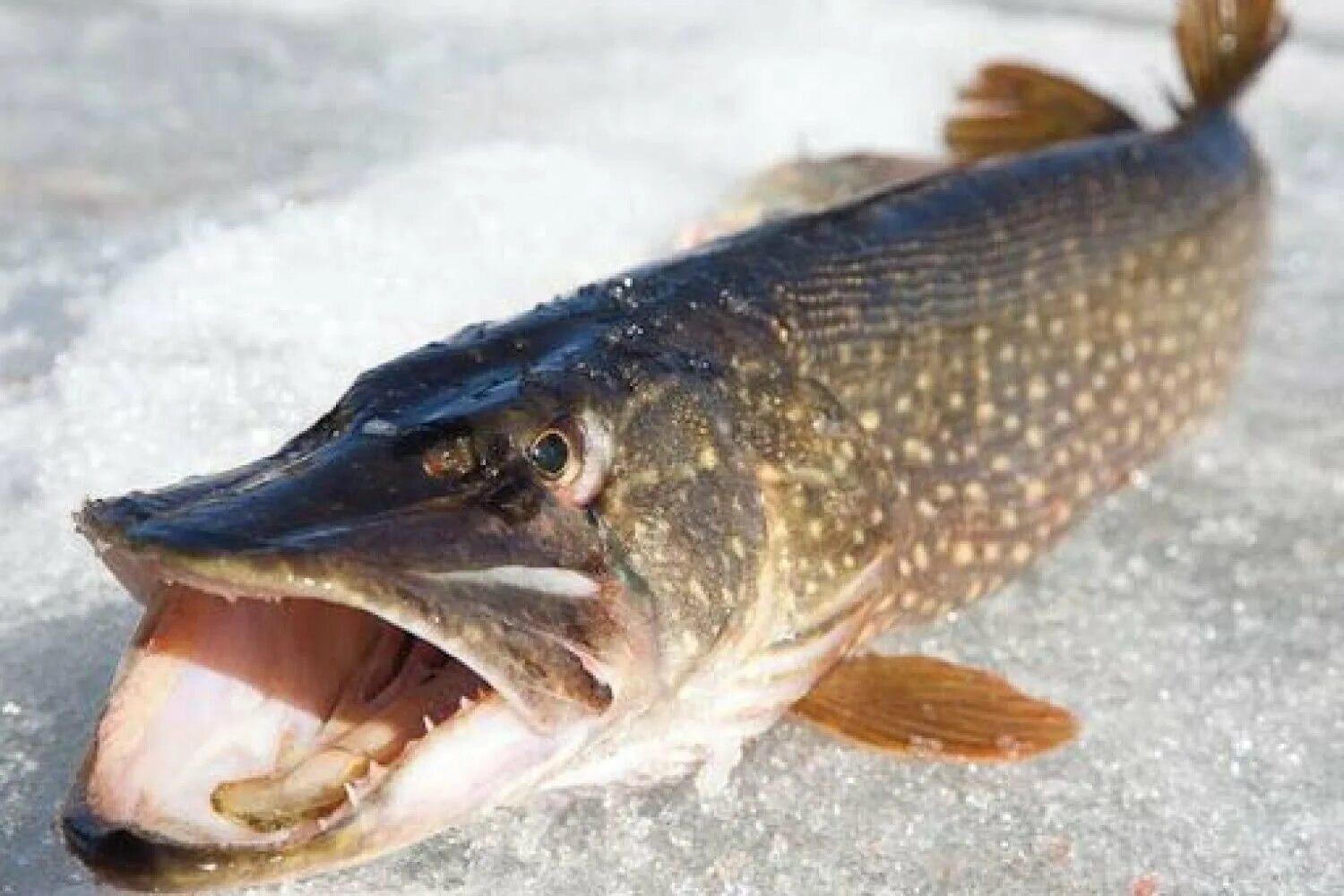 Зимняя рыбалка на щуку. Зимняя рыбалка на щуку. Рыбалка на мандулу зимой. Зимняя рыбалка на щуку. Щука на льду.