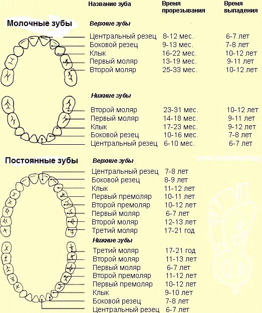 Коренные моляры. Схема прорезывания молочных зубов у детей до 2 лет. Моляры зубы у детей коренные. Коренные зубы сроки прорезывания зубов.