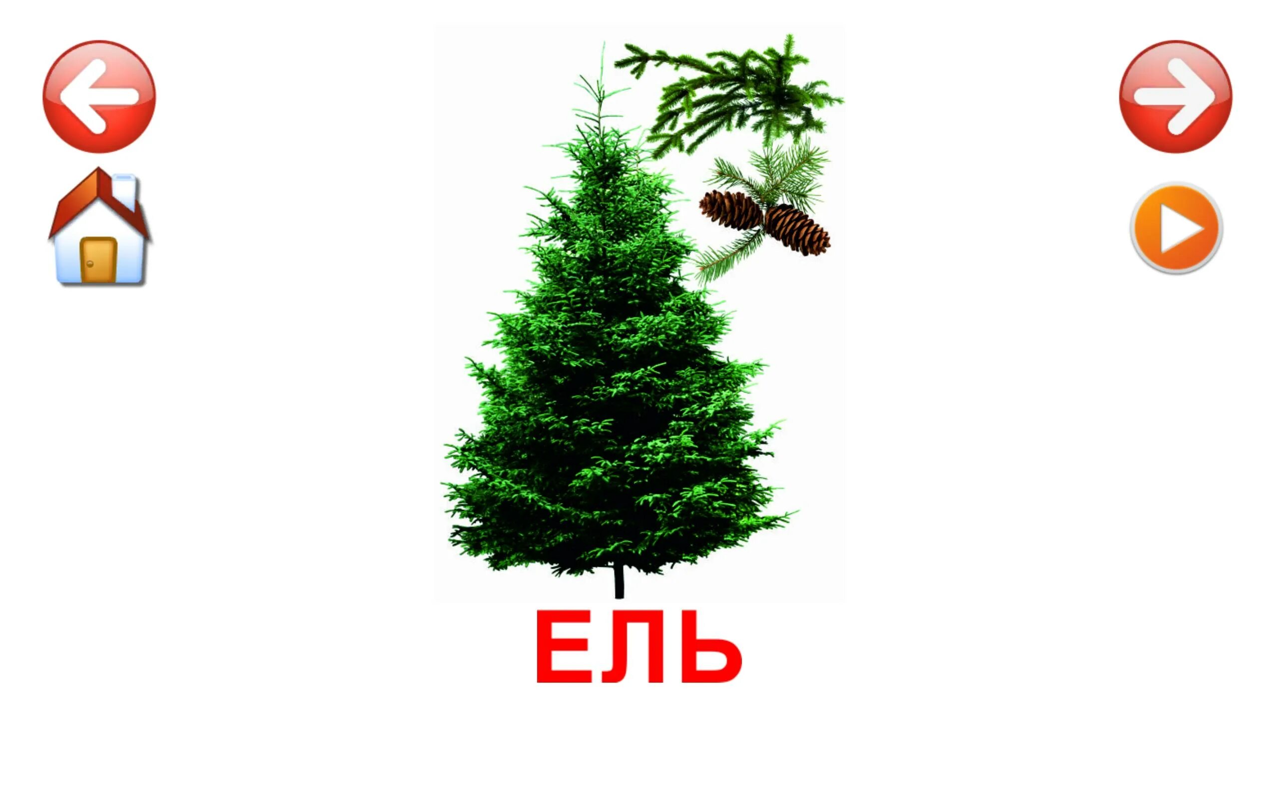 Какой номер у ели