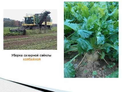 Из 10 сахарной свеклы