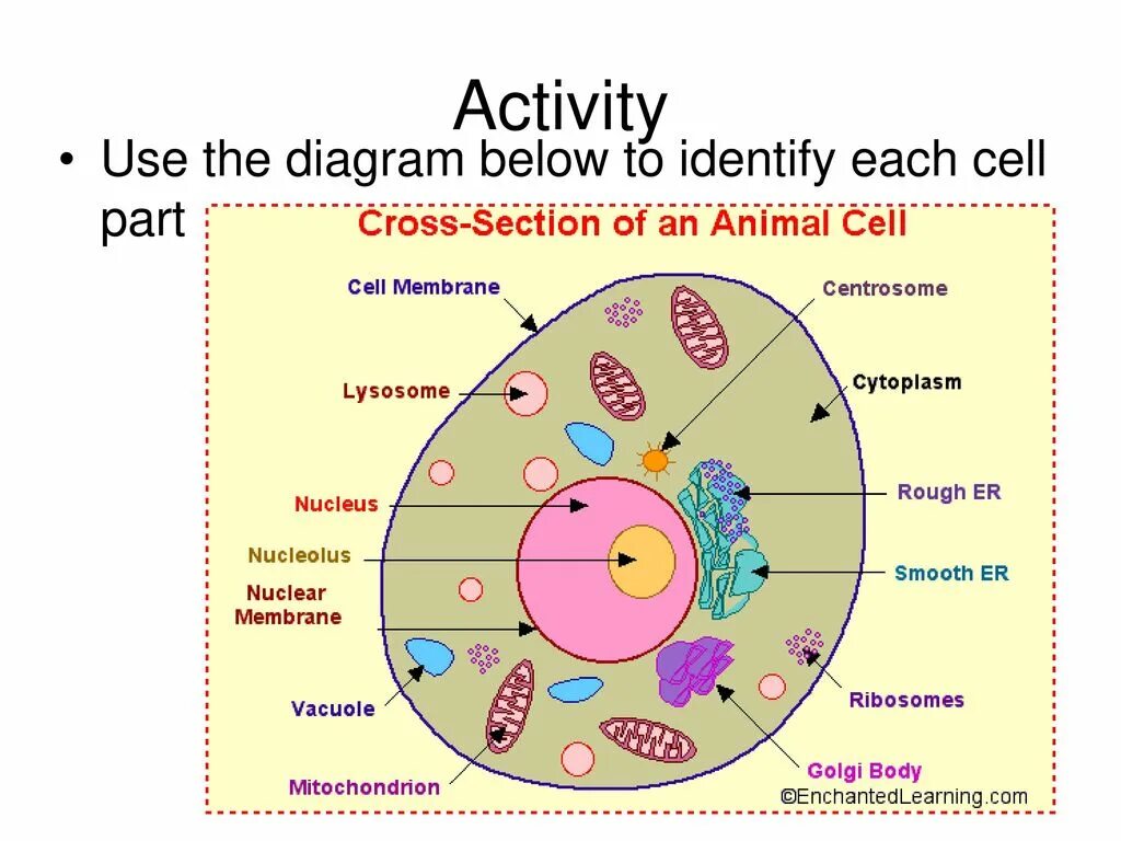 Animal Cell. Animal Cell structure. Cell structure scheme. Animal Cell structure беременные.