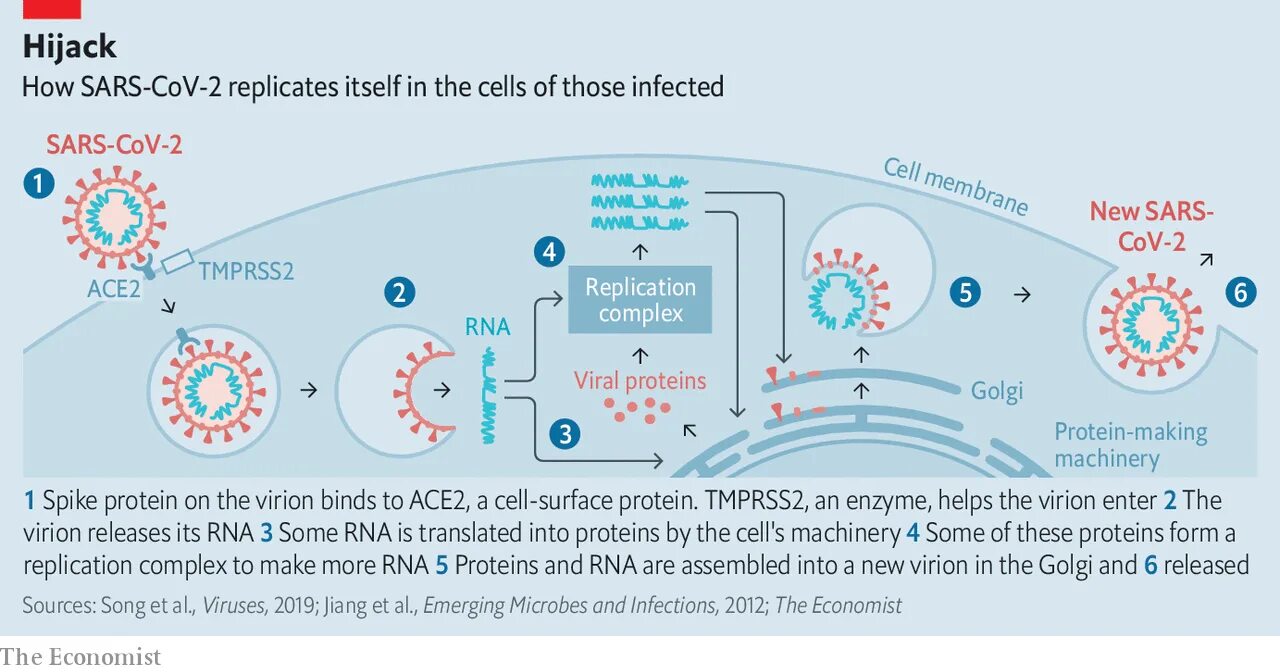 Проникновение вируса в клетку. Коронавирус SARS-cov-2. Коронавирус проникает в клетку. Проникновение коронавируса в клетку.