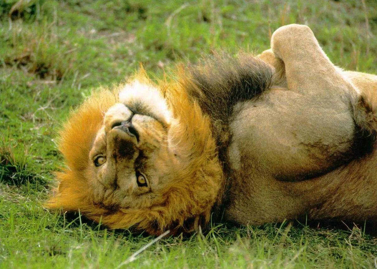 Лев зверь. Лев отдел. Хайпа лев. Лев с короной арт. King лев с короной.