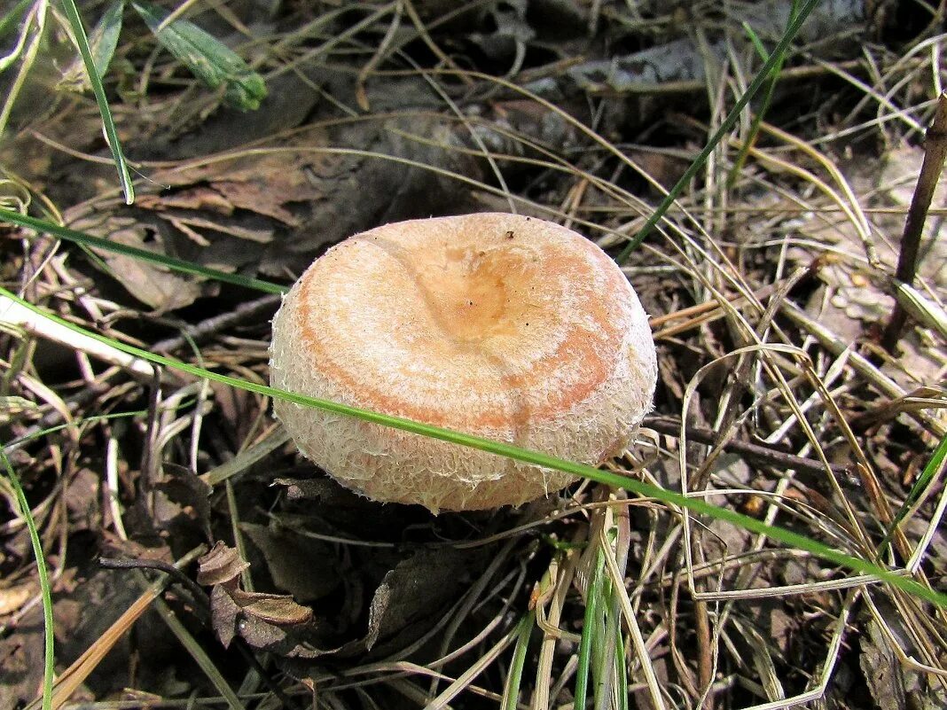 волнушка розовая. груздь дубовый, рыжик дубовый (lactarius insulsus). рыжик боровой. волнушка пластинчатый гриб. волнушка болотная.