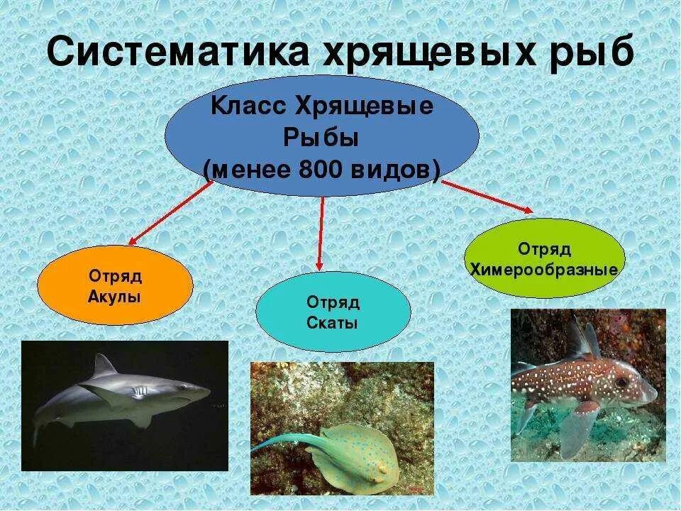 Каких животных относят к рыбам