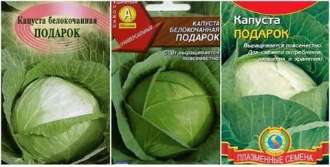 Капуста подарок какой сорт