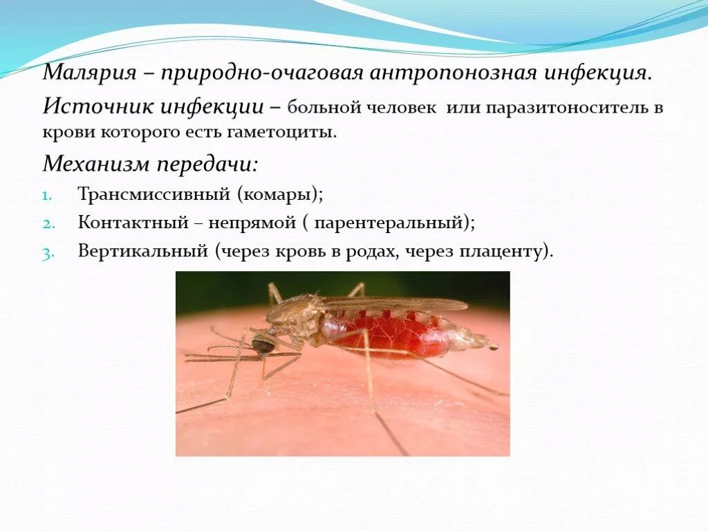 Первичная малярия это. Малярийный комар распространение заболевания. Пути заболевания малярийного комара. Трансмиссивные инфекционные болезни малярия. Малярийный плазмодий профилактика заболевания.