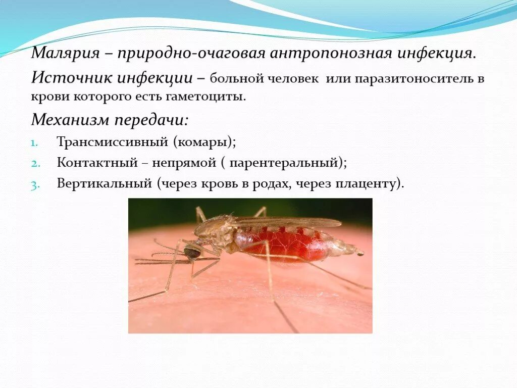 Возбудителем зоонозной малярии является. Малярийный комар распространение заболевания. Пути заболевания малярийного комара. Трансмиссивные инфекционные болезни малярия. Малярийный плазмодий профилактика заболевания.