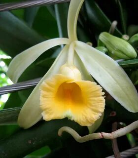 Vanilla plants