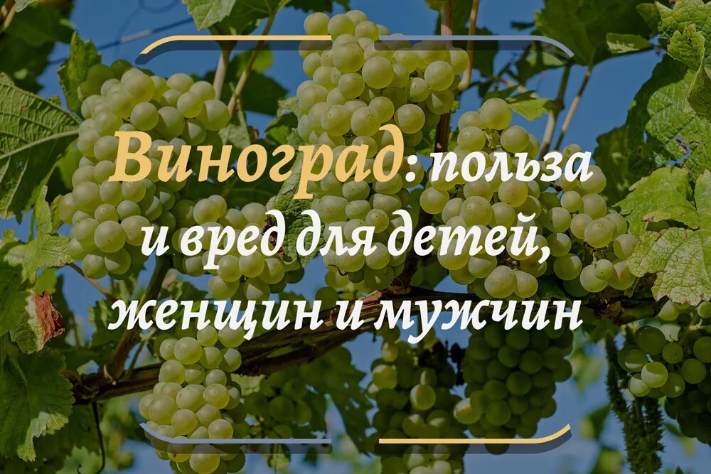 Виноград зеленый польза. Что полезного в винограде. Чем полезен виноград для организма. Чем полезен виноград. Виноград полезен для организма.