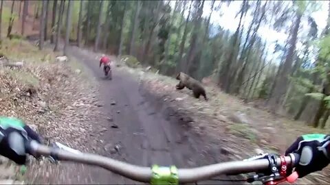 Сколько километров в час бегает медведь
