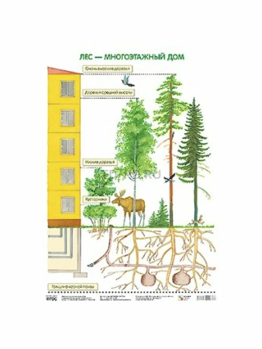 Ярусность лесного фитоценоза. Ярусы вертикальной структуры биоценоза. Лес - многоэтажный дом. Ярусность лесного фитоценоза. Ярусы леса.