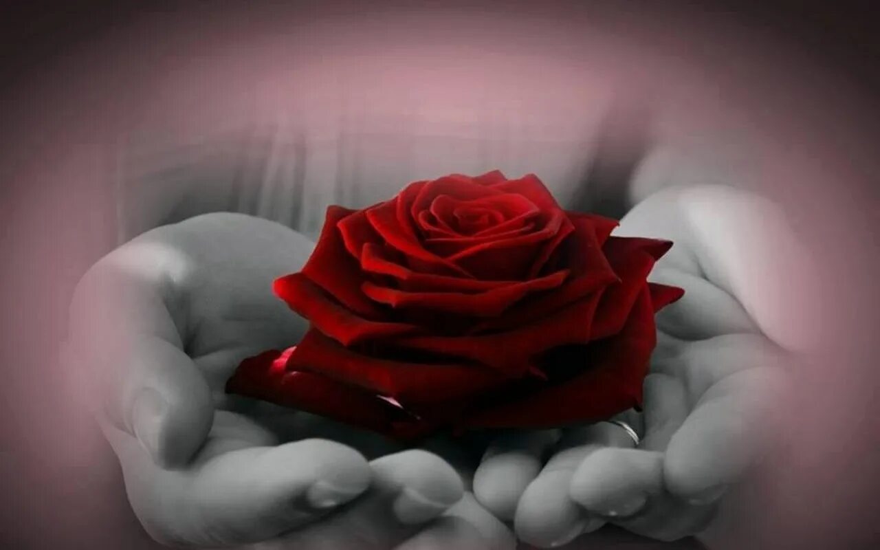 песня эти цветы в ладонях. песня эти цветы в ладонях. ладонь. растение в ладонях. сердце в ладонях.