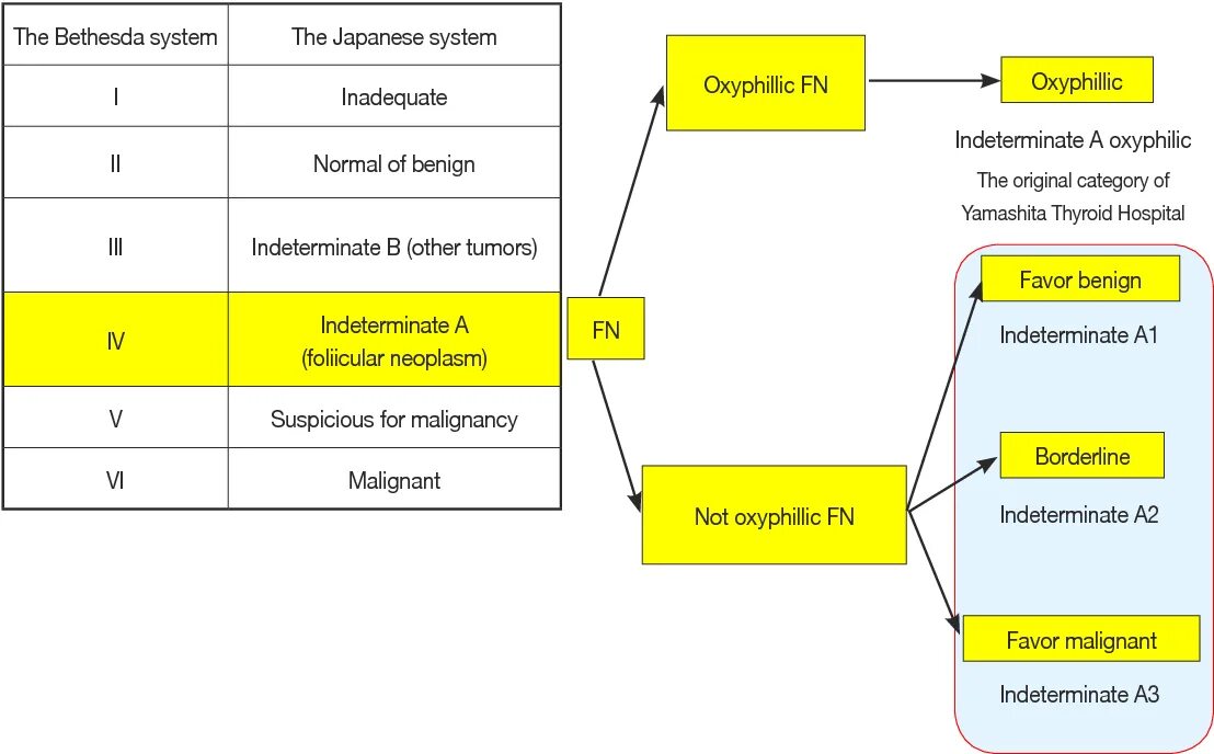 The bethesda system. Бетесда классификация щитовидной железы. Классификация щитовидной железы по Бетезда. Bethesda Thyroid classification-категория IV. Бетезда 4 щитовидная железа.