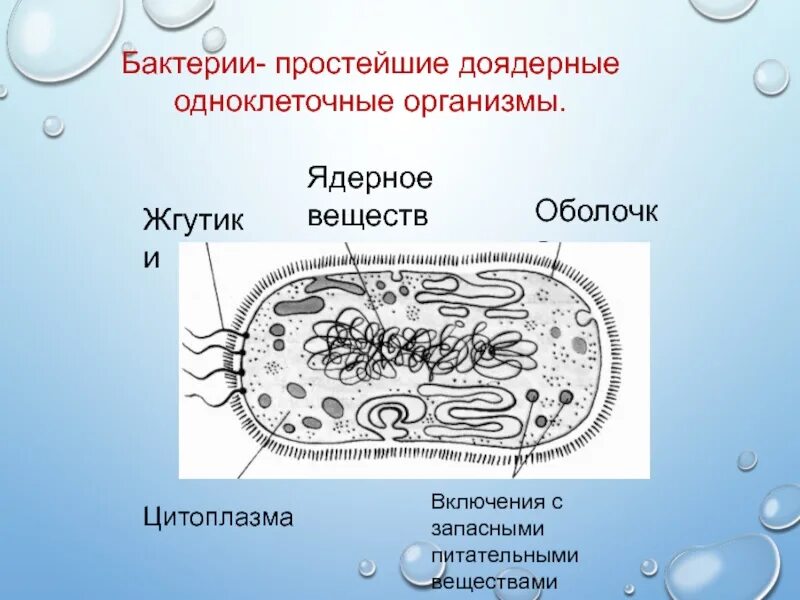 Строение простейших микробиология. Простейшие бактерии. Бактерии одноклеточные организмы. Простейшие одноклеточные микроорганизмы.