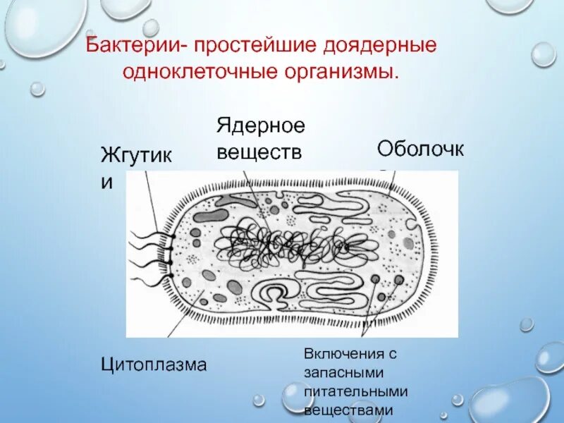 При резких изменениях температуры бактериальная клетка образует. Строение простейших микробиология. Простейшие бактерии. Бактерии одноклеточные организмы. Простейшие одноклеточные микроорганизмы.