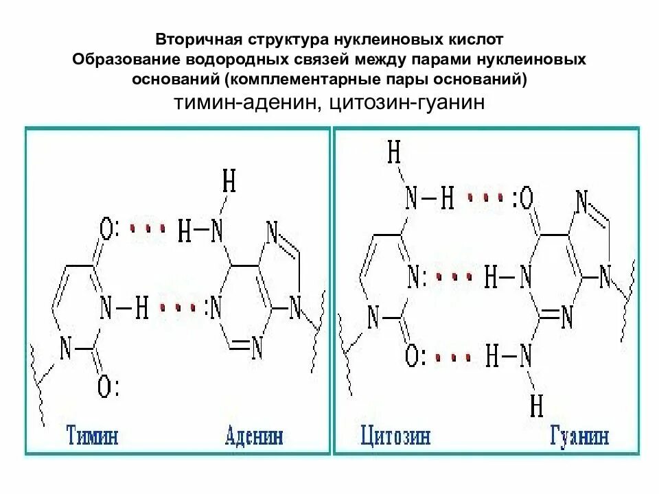 Вторичная структура нуклеиновых кислот формула. Первичная и вторичная структура нуклеиновых кислот (ДНК И РНК).. Первичная и вторичная структура нуклеиновых кислот. Схема строения нуклеиновых кислот. Гуанин и цитозин водородные связи