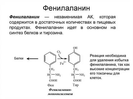 Тирозин биологическая роль