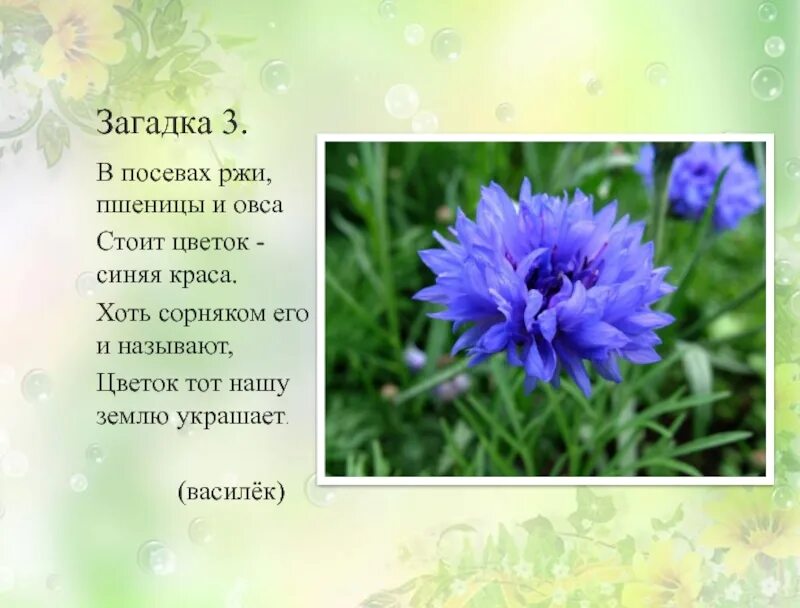 Василек стих. Загадка про Василек. Загадка о васильке для детей. Загадки про васильки. Загадка про Василек для детей.