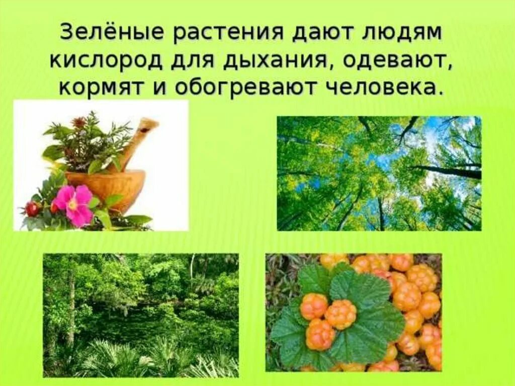 Комнатные растения очищающие воздух. Растения которые названы в честь известных людей. Растения которые поглощают. Цветок даны. Название данного цветка.