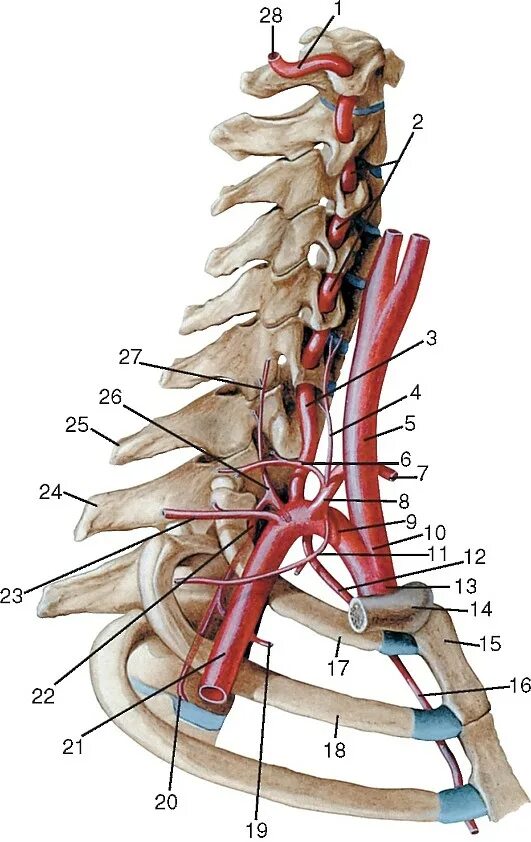 Подключичная артерия анатомия. Ветви подключичной артерии. Ветви подключичной артерии анатомия. Ветви подключичной артерии позвоночная.