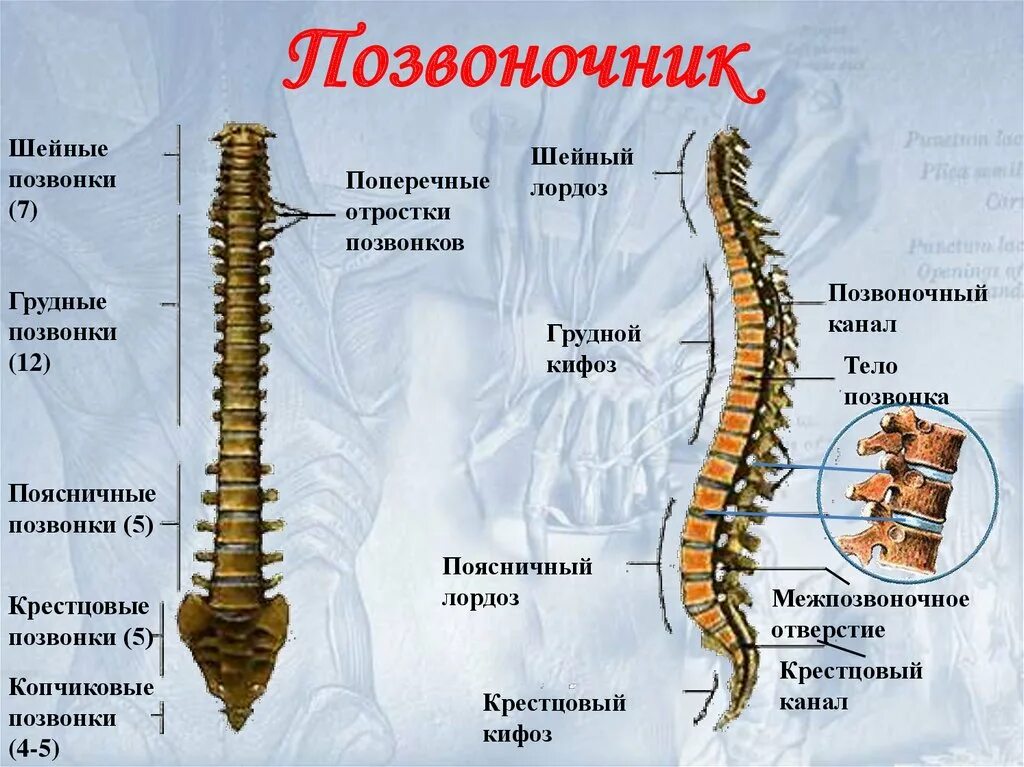 Чем отличаются отделы позвоночника