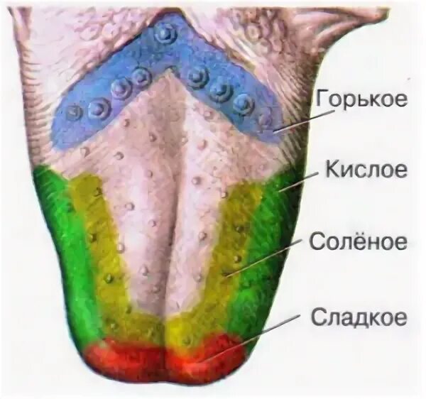 Вкус кончика языка. Вкусовые зоны языка 8 класс пасечник. язык рецепторы вкуса зоны. язык анатомия вкусовые зоны. вкусовой анализатор 8 класс биология.