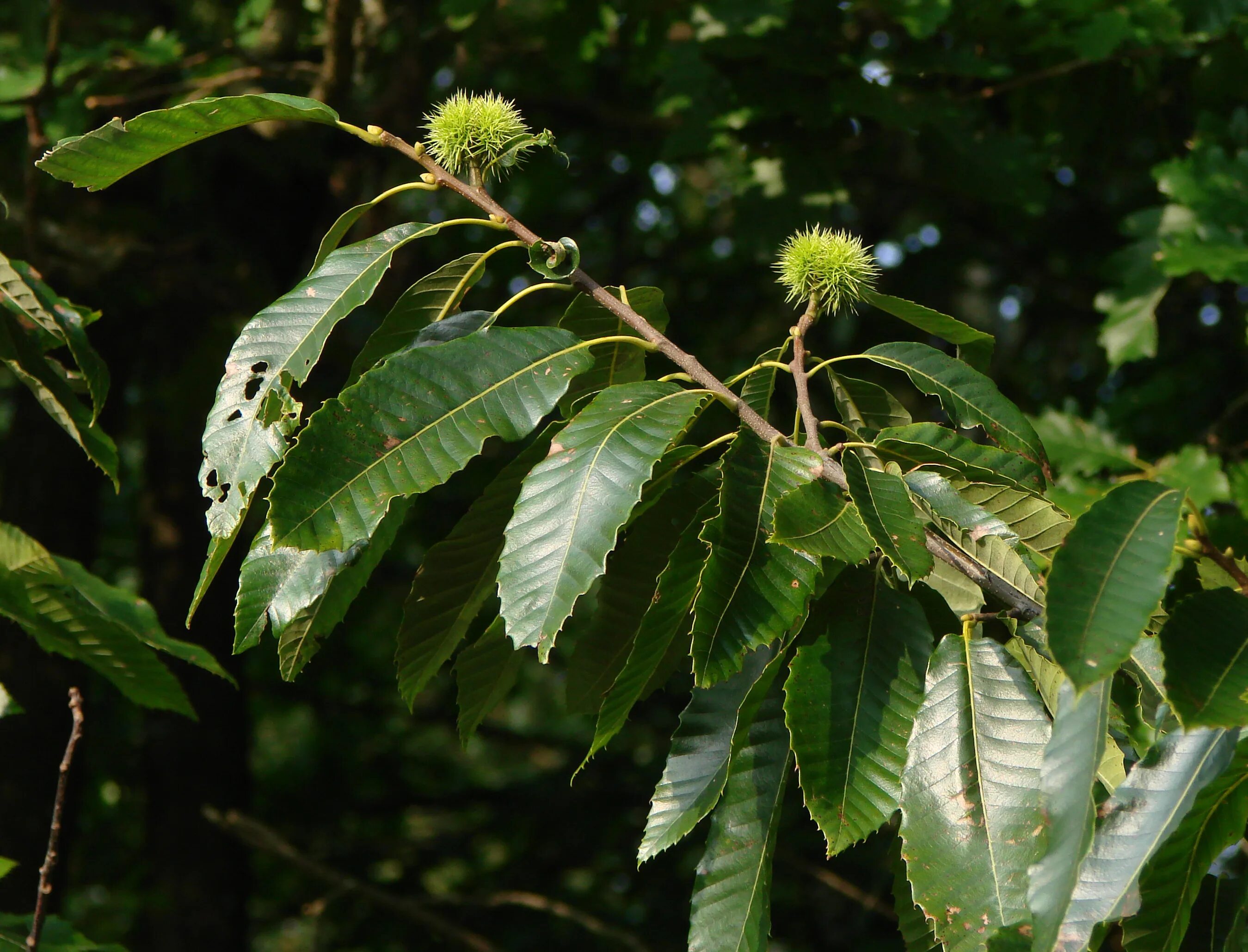 Буковый каштан. Гвинейский каштан. Каштан съедобный (castanea sativa "variegata")₅. Каштан низкорослый (castanea pumila). Каштан кавказский.