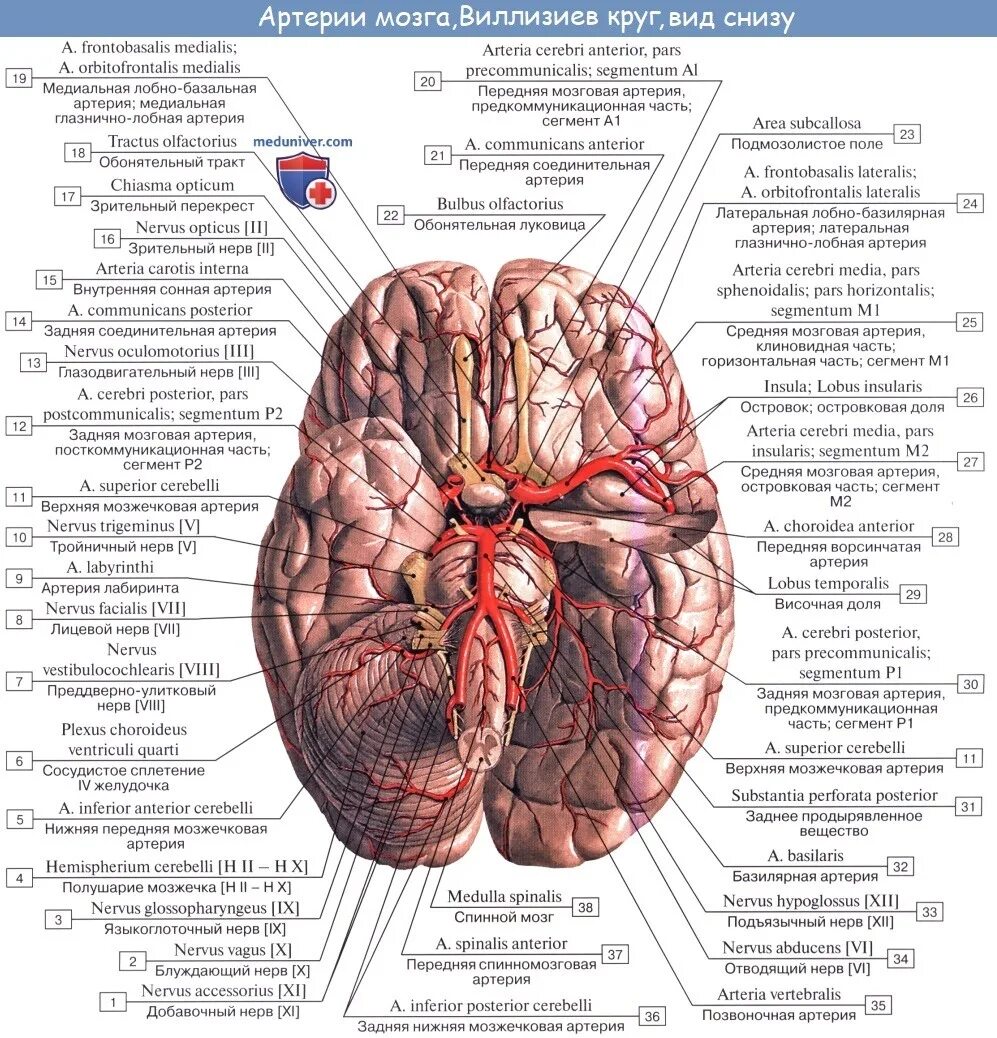 Мозговые артерии латынь. Строение артерий головного мозга. Средняя мозговая артерия ветви кровоснабжение. Артерии основания головного мозга. Артерии мозга Виллизиев круг.