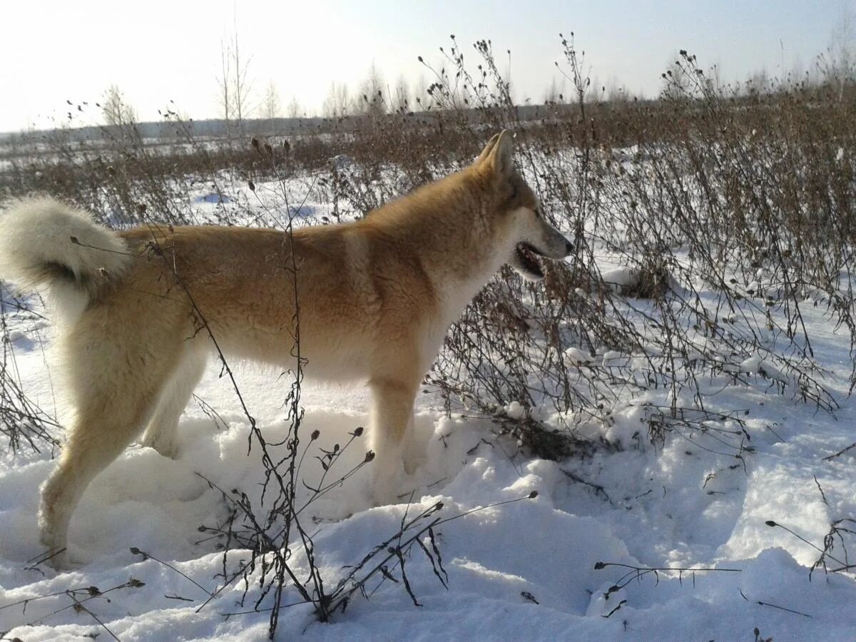 Западно сибирская лайка рыжая с белым. Западносибирская лайка лайки. Зсл лайка рыжая. Восточносибирская лайка лайки. Западносибирская лайка рыжая.