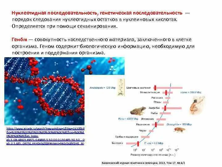 Секвенирование днк схема. Секвенирование метод последовательность. Нуклеотидная последовательность генома. Некодирующие нуклеотидные последовательности. Нуклеотидная последовательность генома.