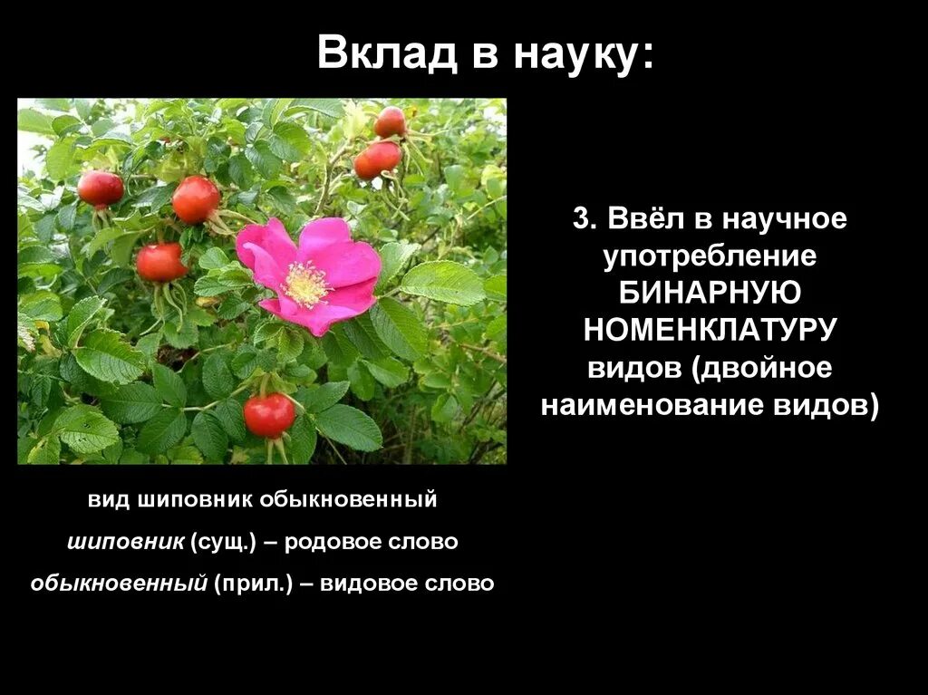 Известно что шиповник обыкновенный дикорастущее растение. Линней вклад в науку.