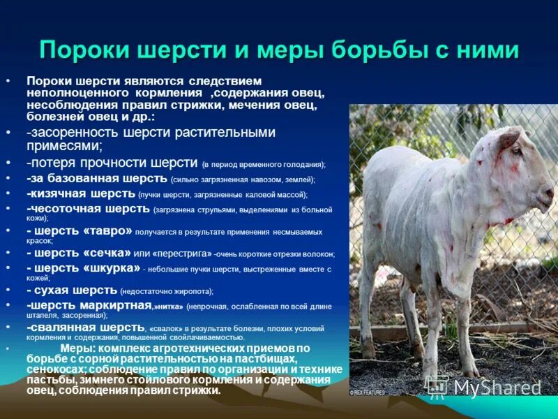 технологии овцеводства. пороки овец. пороки шерсти. пороки овец. шерсть сырье.